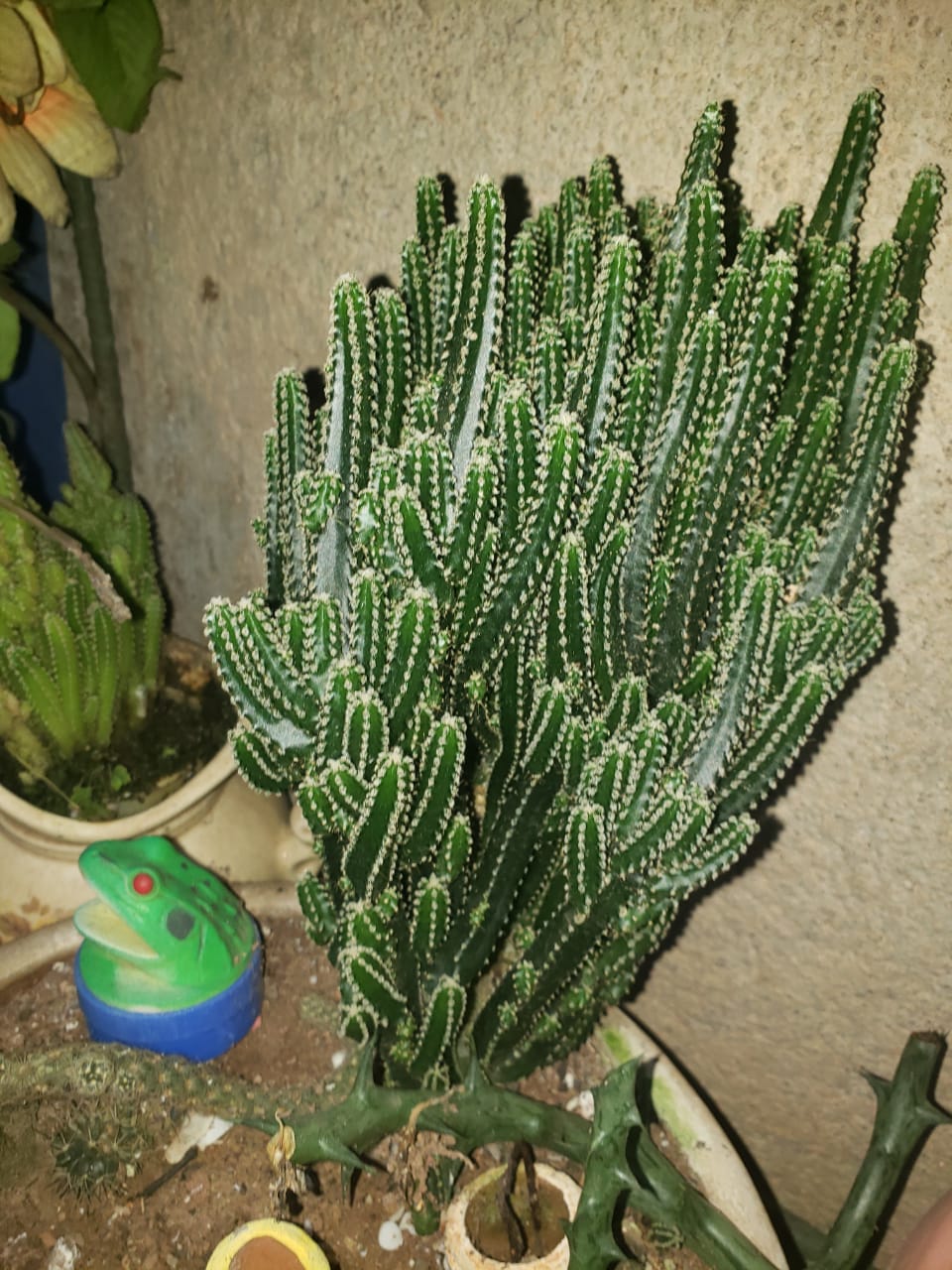 Cactus Catillo